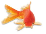 Ornamental Fishes